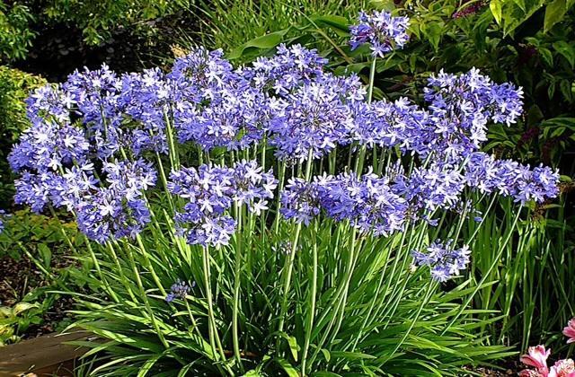 Agapanthus Bed And Breakfast Hoogkarspel Exteriér fotografie
